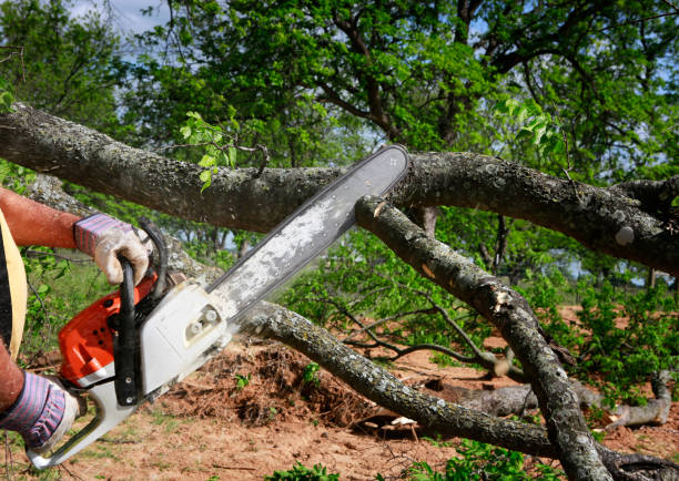 Best Utility Line Clearance  in Canyon, TX